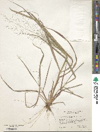 Eragrostis trichodes image