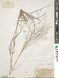 Eragrostis trichocolea image