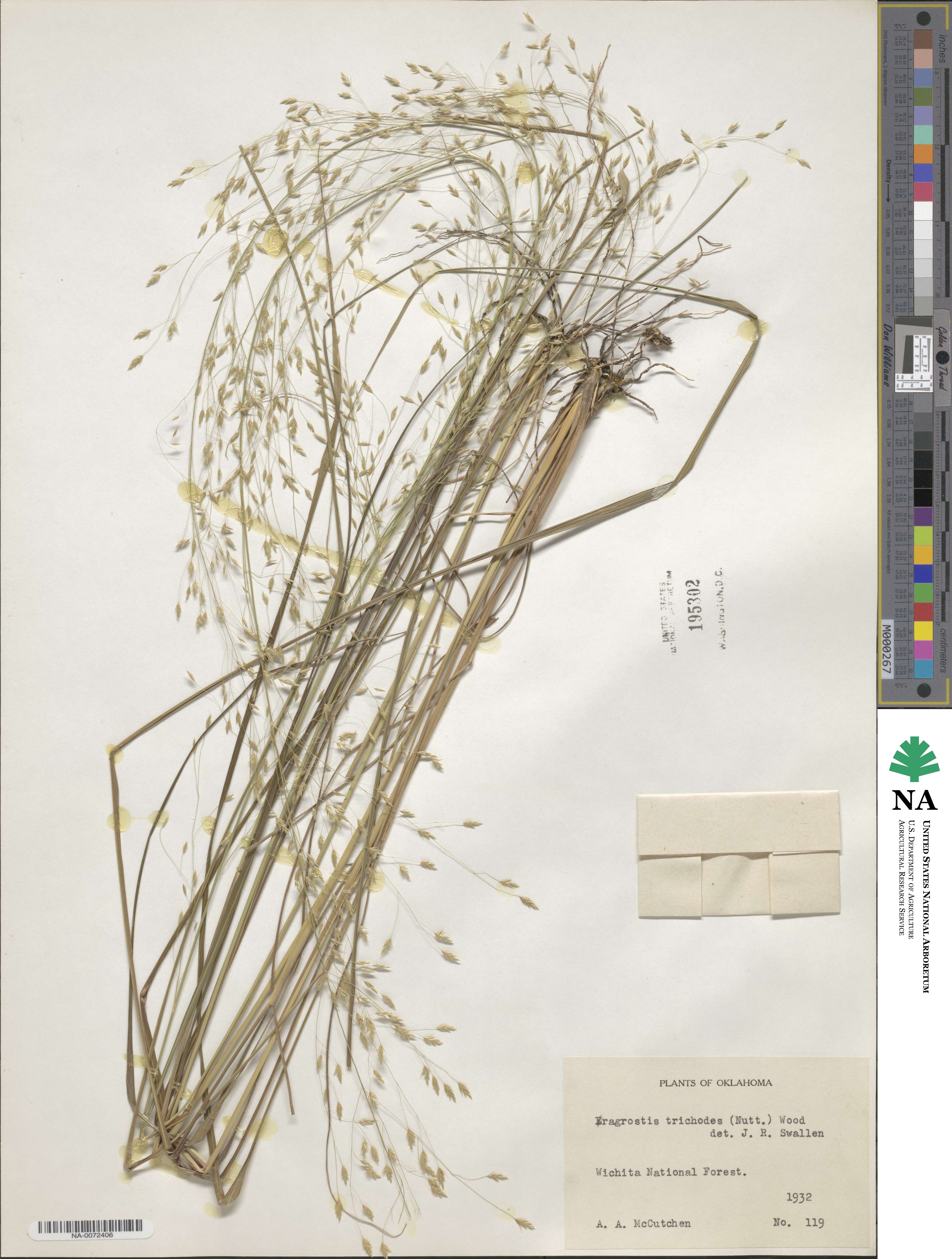 Eragrostis trichodes image