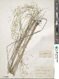 Eragrostis trichodes image