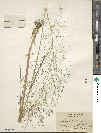 Eragrostis trichodes image