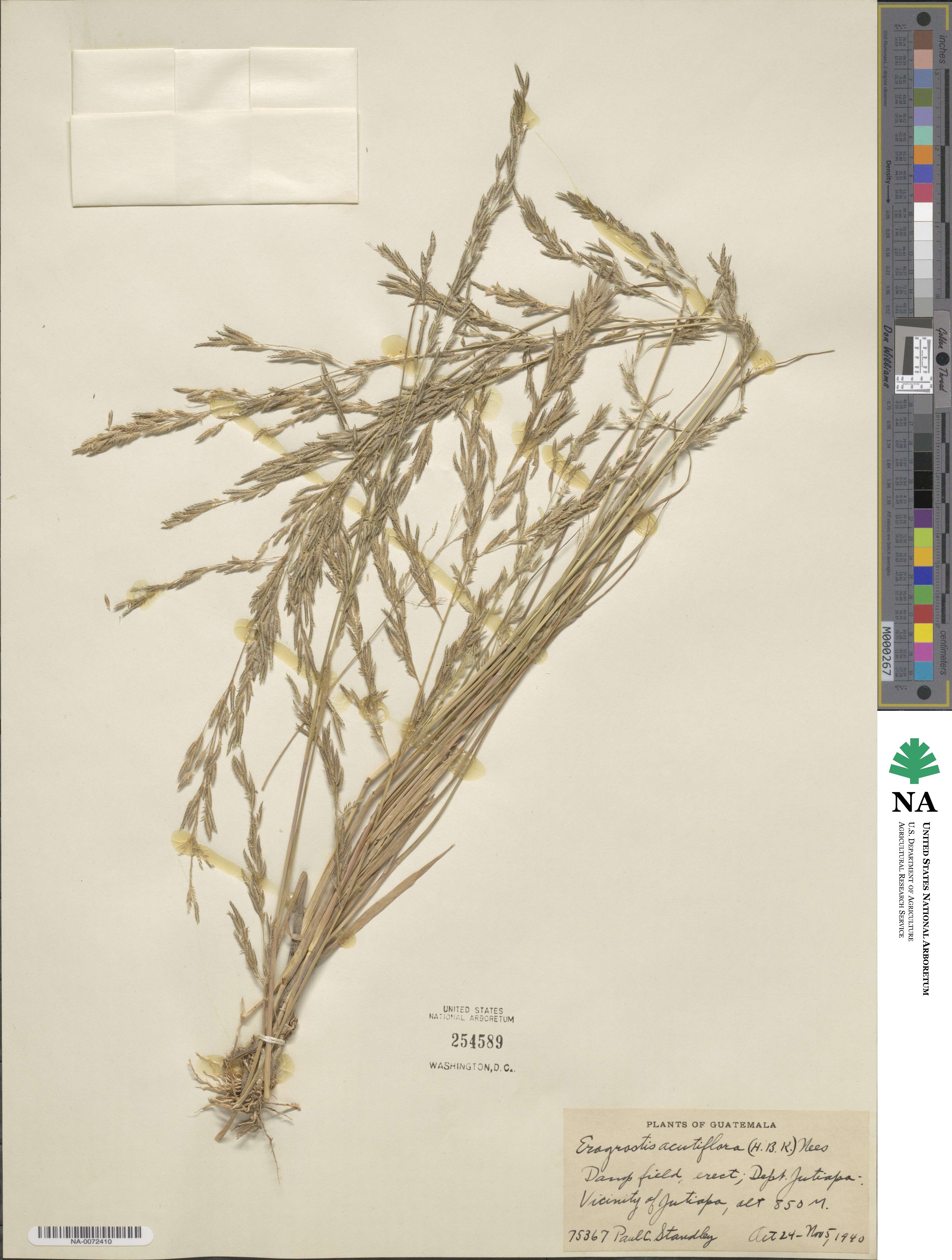 Eragrostis acutiflora image