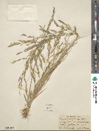 Eragrostis acutiflora image