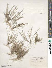 Eragrostis unioloides image