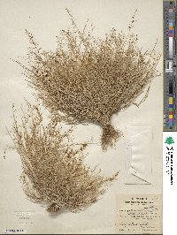 Eragrostis unioloides image