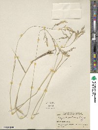 Eragrostis bahiensis image