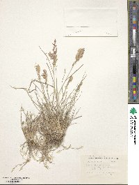 Eragrostis secundiflora image