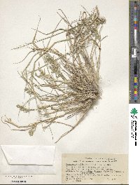 Eragrostis cilianensis image