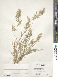 Eragrostis cilianensis image