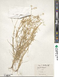 Eragrostis cilianensis image