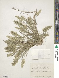 Eragrostis cilianensis image