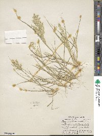 Eragrostis cilianensis image