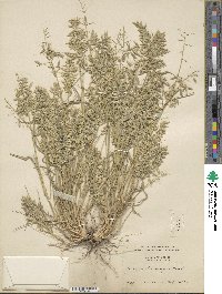 Eragrostis cilianensis image