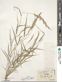 Eragrostis ciliaris image