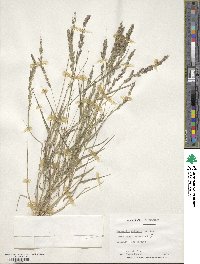 Eragrostis ciliaris image