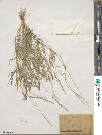 Eragrostis ciliaris image