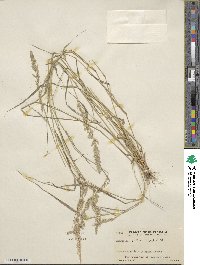 Eragrostis ciliaris image