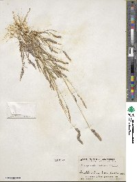 Eragrostis ciliaris image