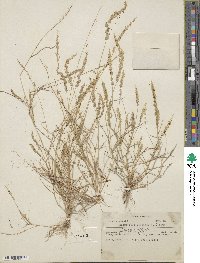 Eragrostis ciliaris image