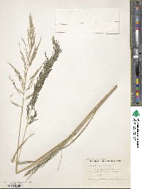 Eragrostis pectinacea image