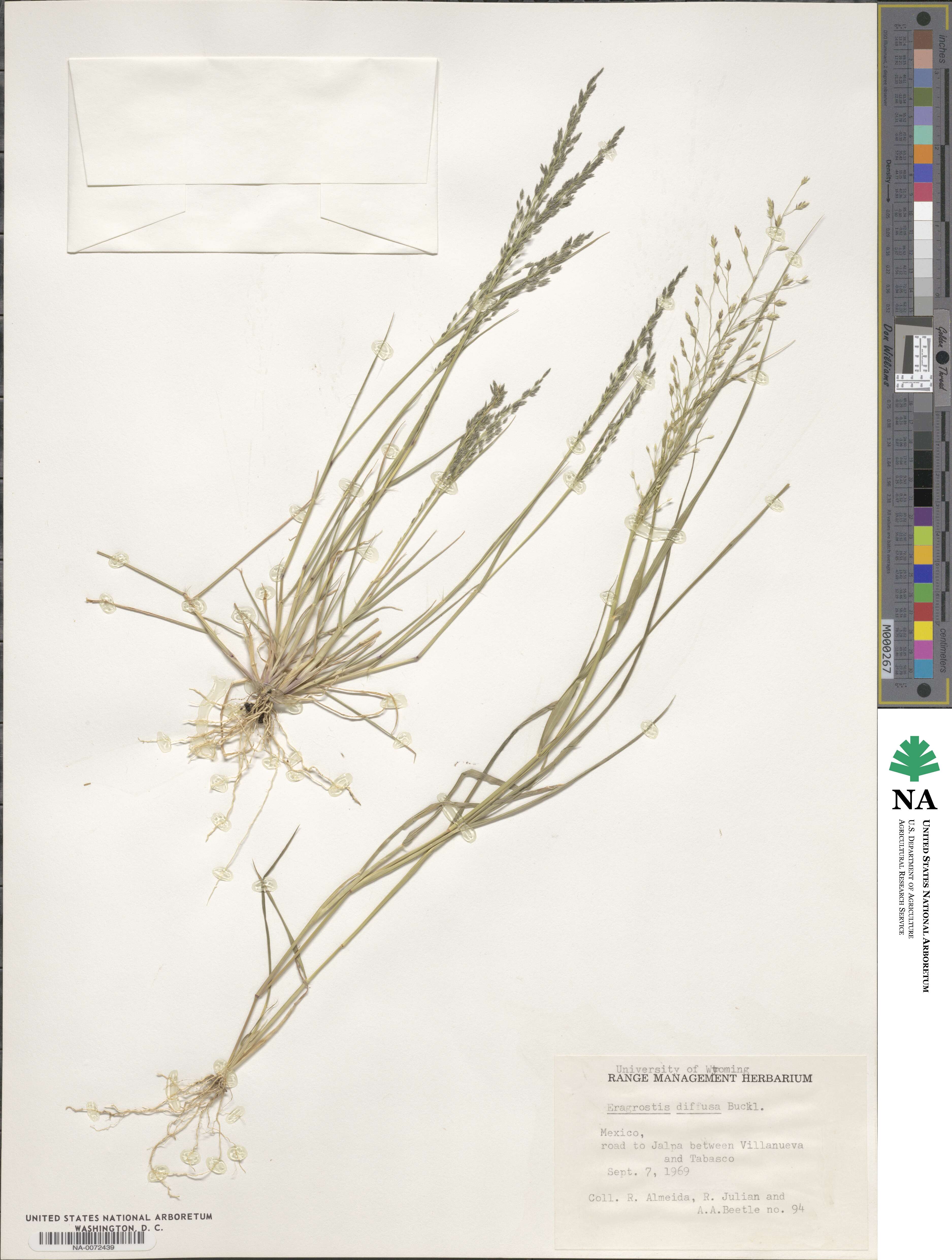 Eragrostis pectinacea image