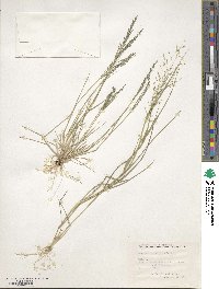 Eragrostis pectinacea image