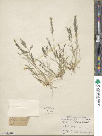 Eragrostis pectinacea image