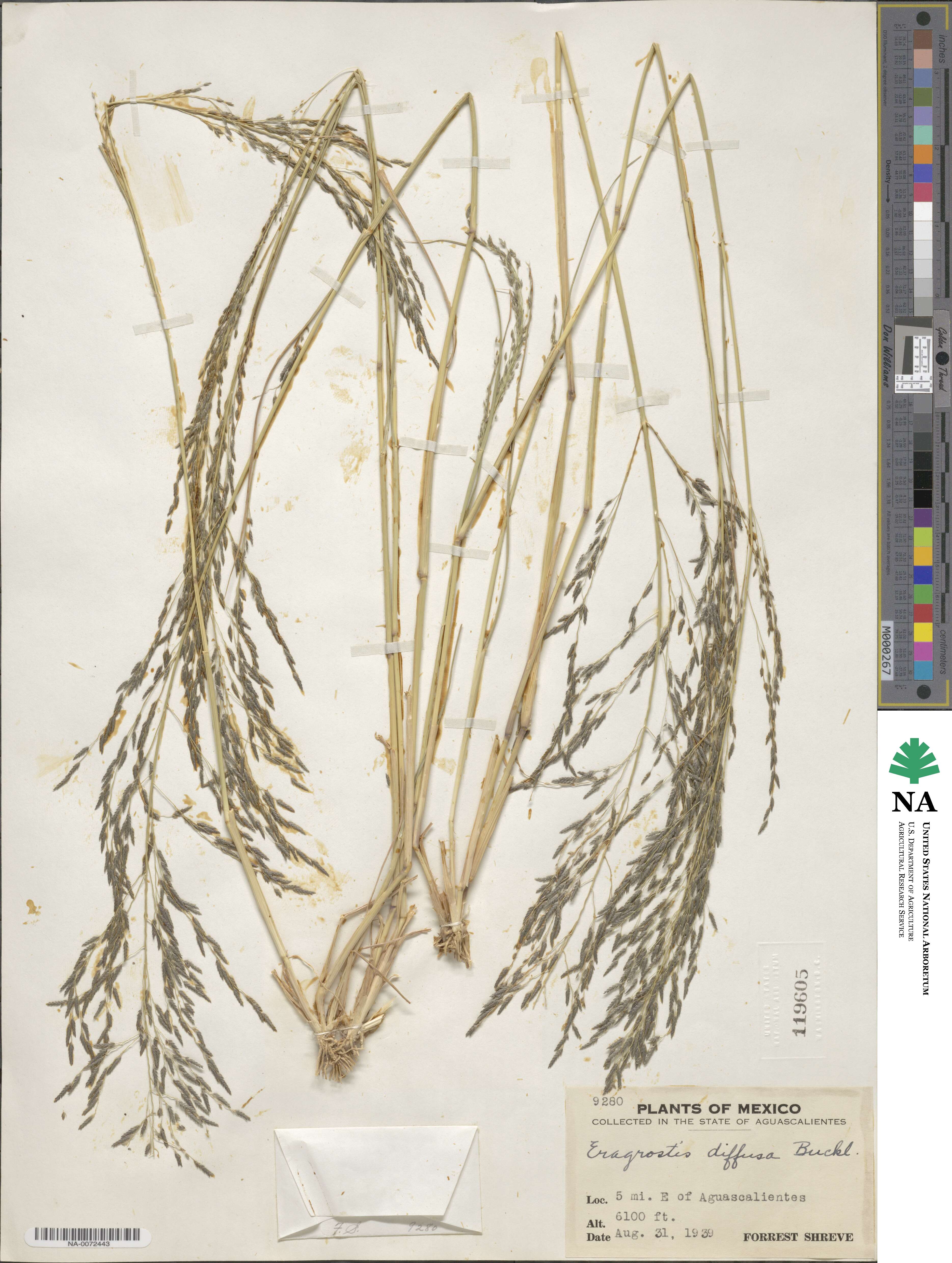 Eragrostis pectinacea image
