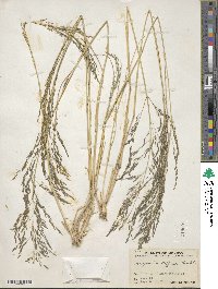 Eragrostis pectinacea image