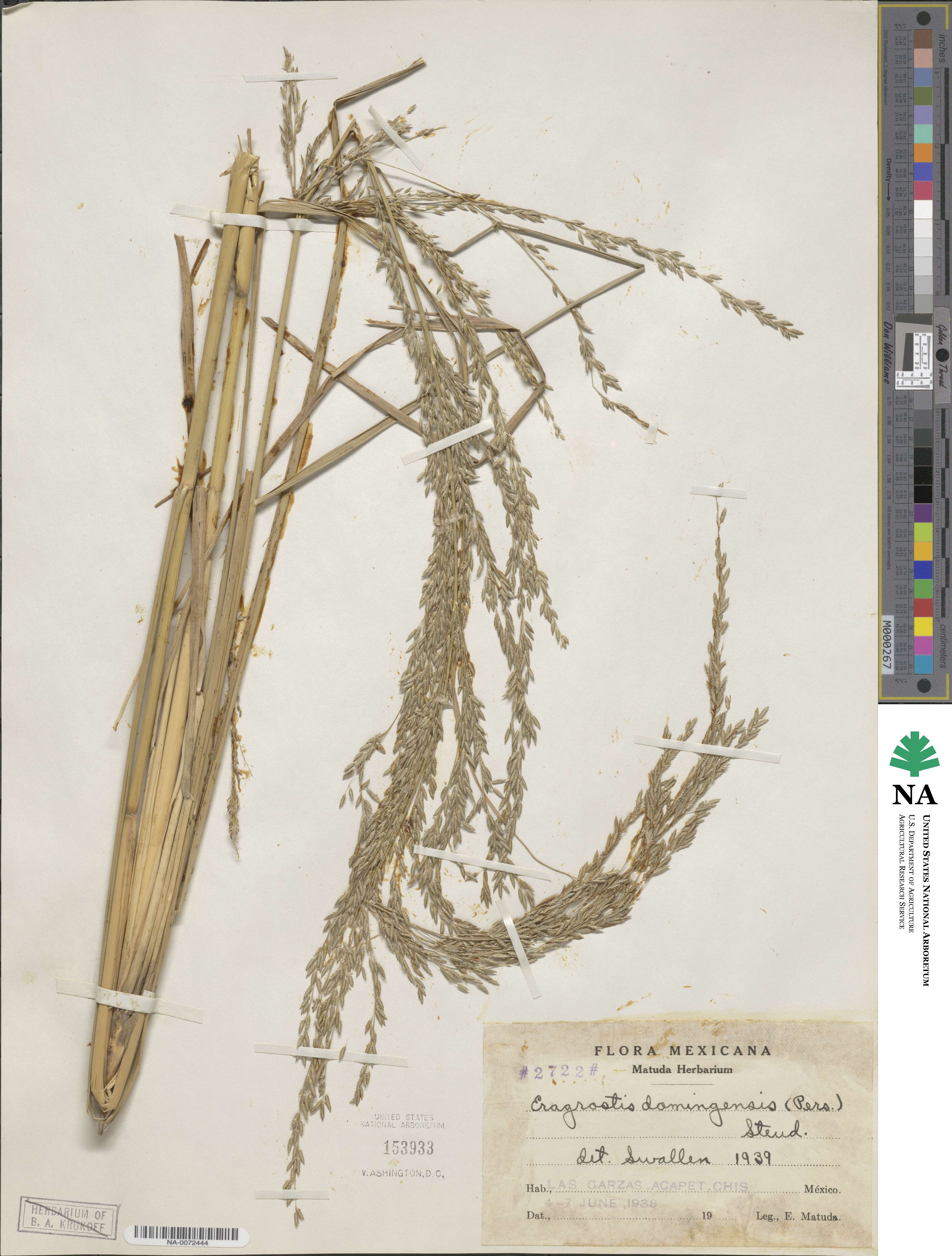 Eragrostis prolifera image