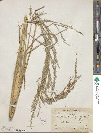 Eragrostis prolifera image