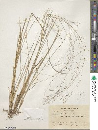 Eragrostis elliottii image