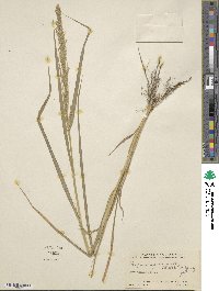 Eragrostis japonica image