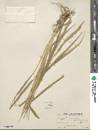 Eragrostis japonica image