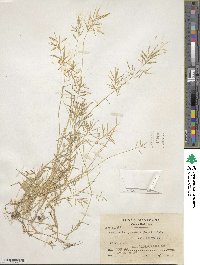 Eragrostis hypnoides image