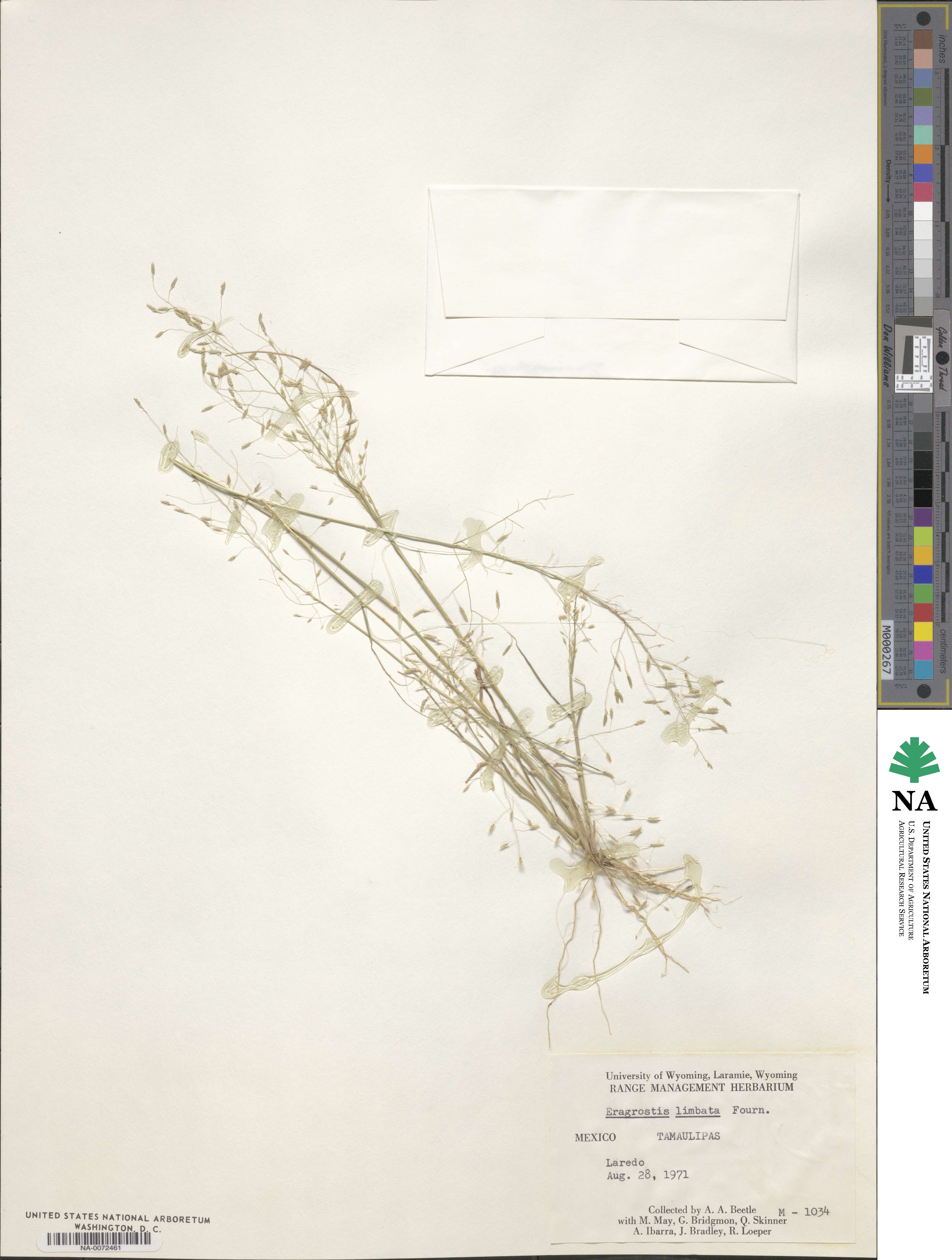 Eragrostis mexicana subsp. mexicana image