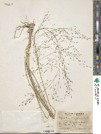 Image of Eragrostis longiramea