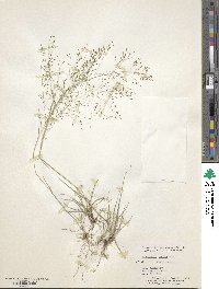 Eragrostis lugens image