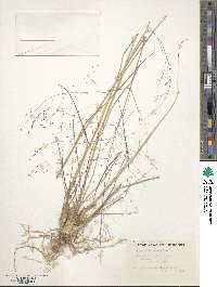 Eragrostis lugens image