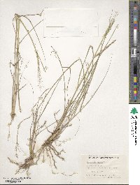 Eragrostis lugens image