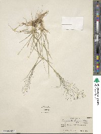 Eragrostis lugens image