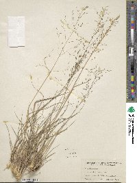 Eragrostis lugens image