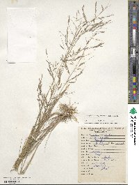 Eragrostis maypurensis image