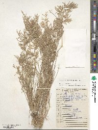 Eragrostis maypurensis image