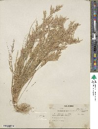 Eragrostis maypurensis image