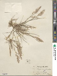 Eragrostis maypurensis image