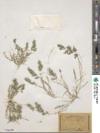 Eragrostis cilianensis image