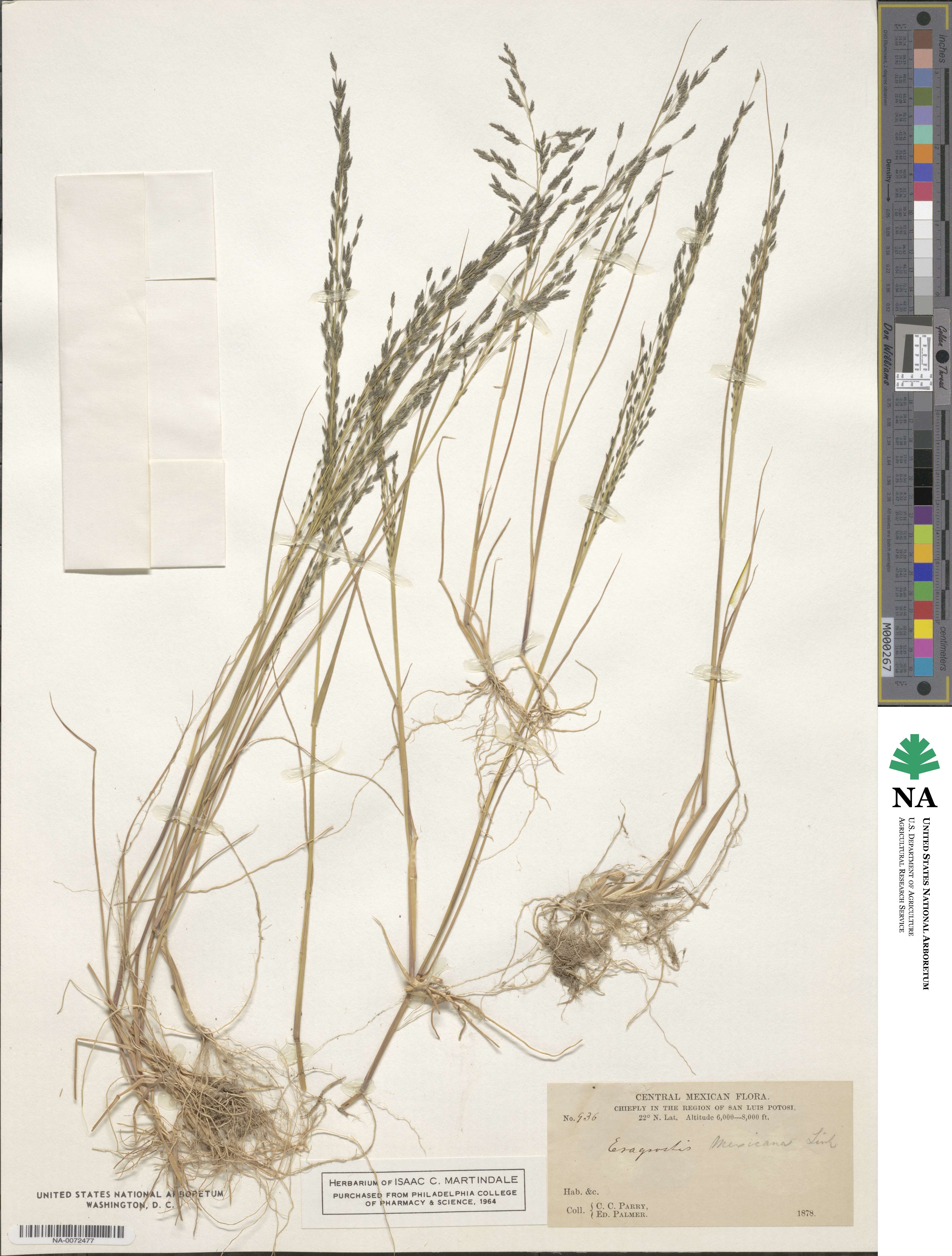 Eragrostis mexicana subsp. mexicana image