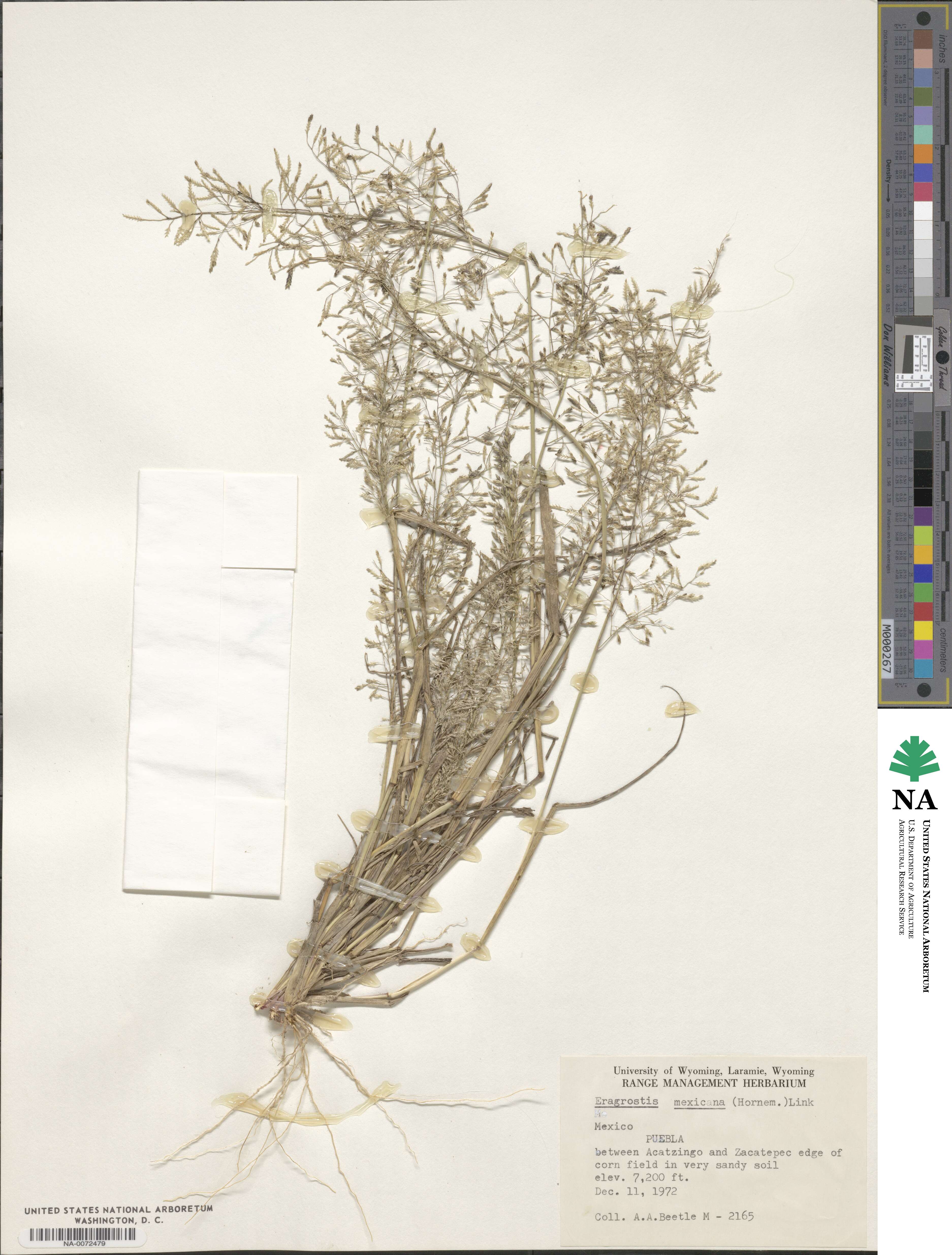 Eragrostis mexicana image