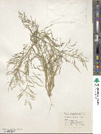 Eragrostis virescens image